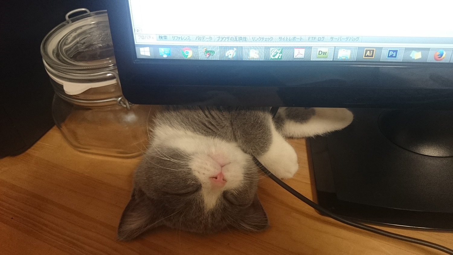 PC（パソコン）と猫