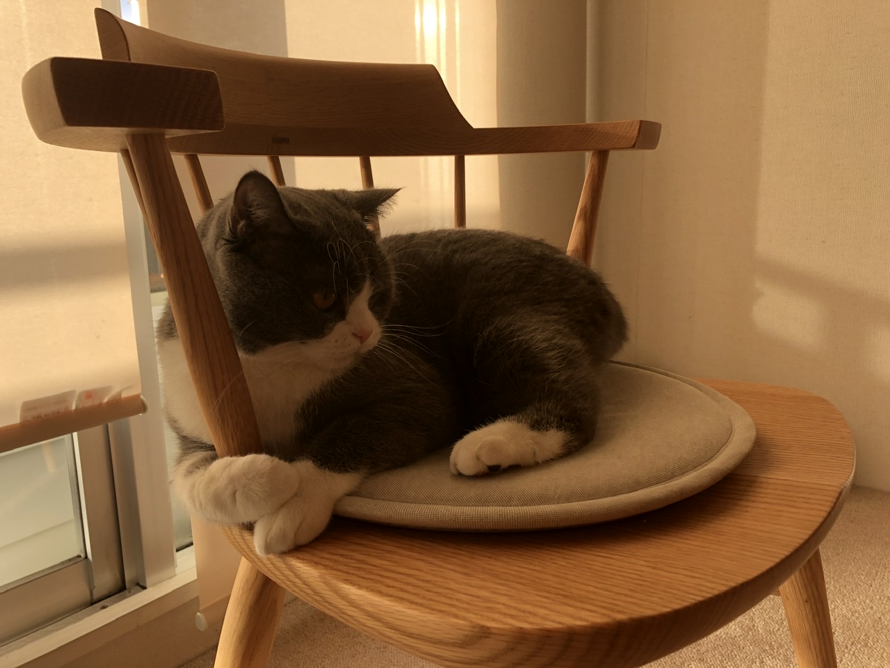 猫の椅子
