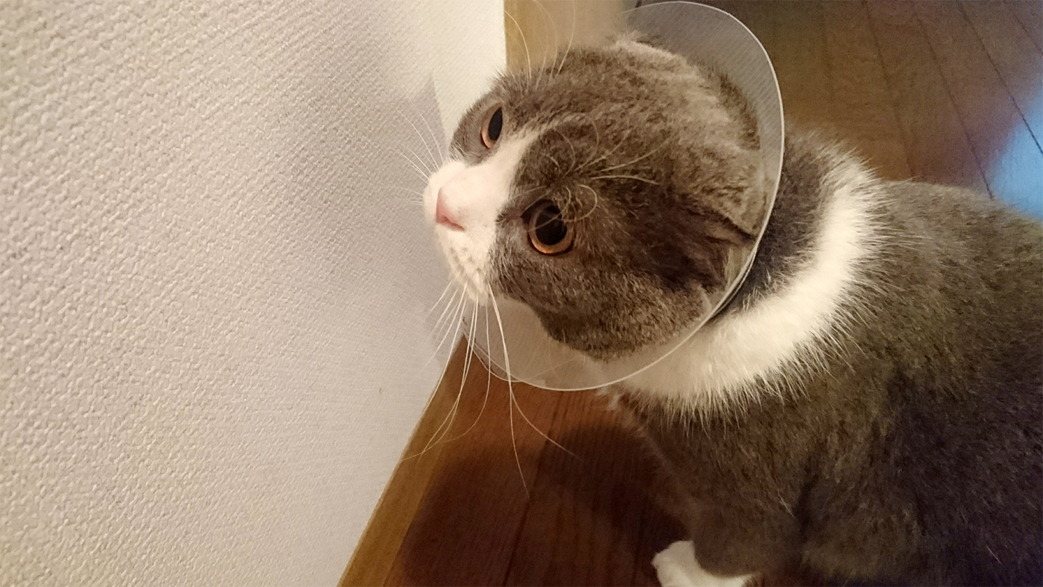 エリザベスカラー　猫の怪我の治療