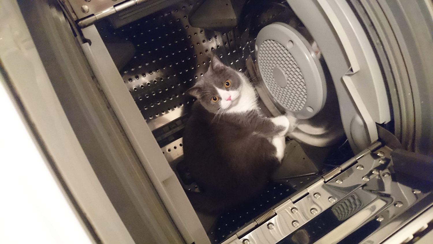 洗濯機の中に入る猫