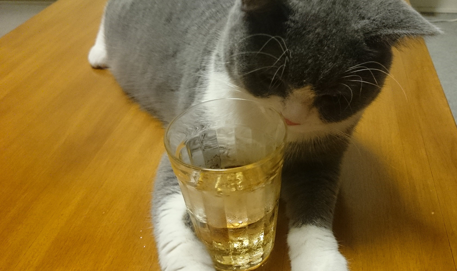 コップの水滴を舐める猫