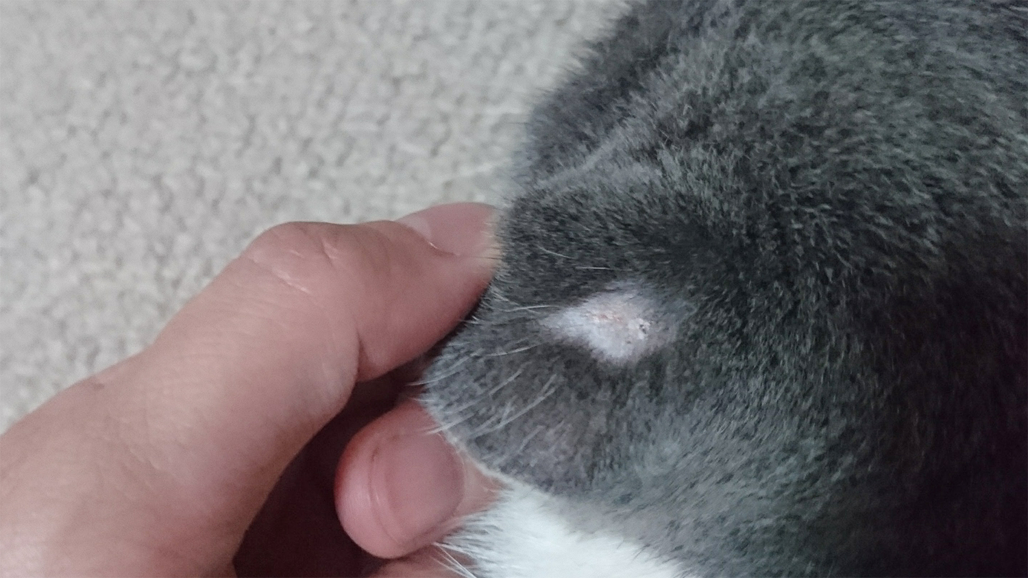 猫の耳のかさぶた…剥がれた後に毛ぇ生えてくるのかな？