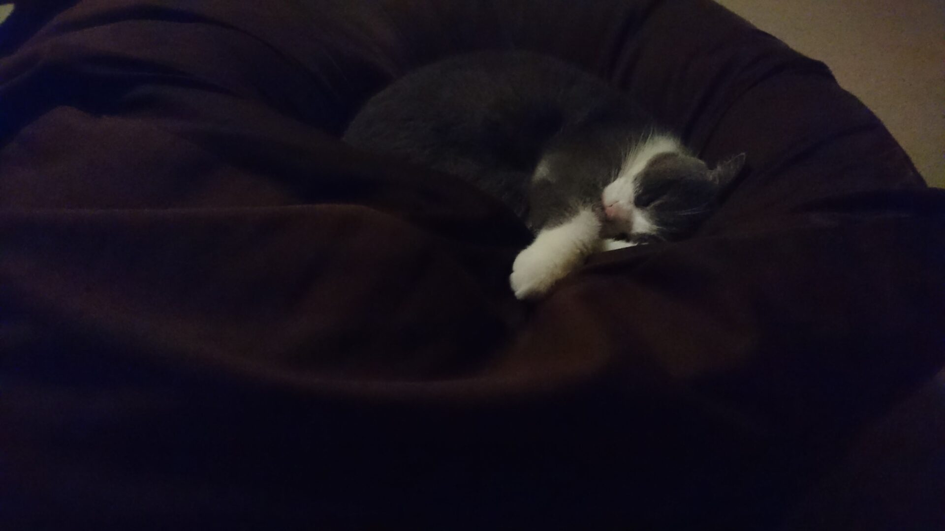 猫用の最高のベッド