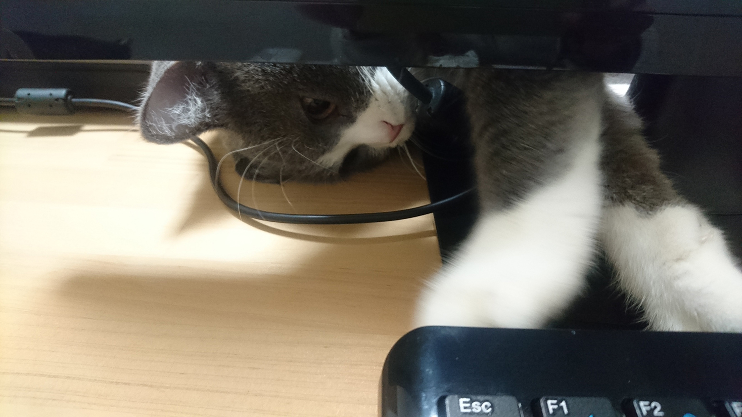 仕事の邪魔をする猫（かまって欲しいサイン）