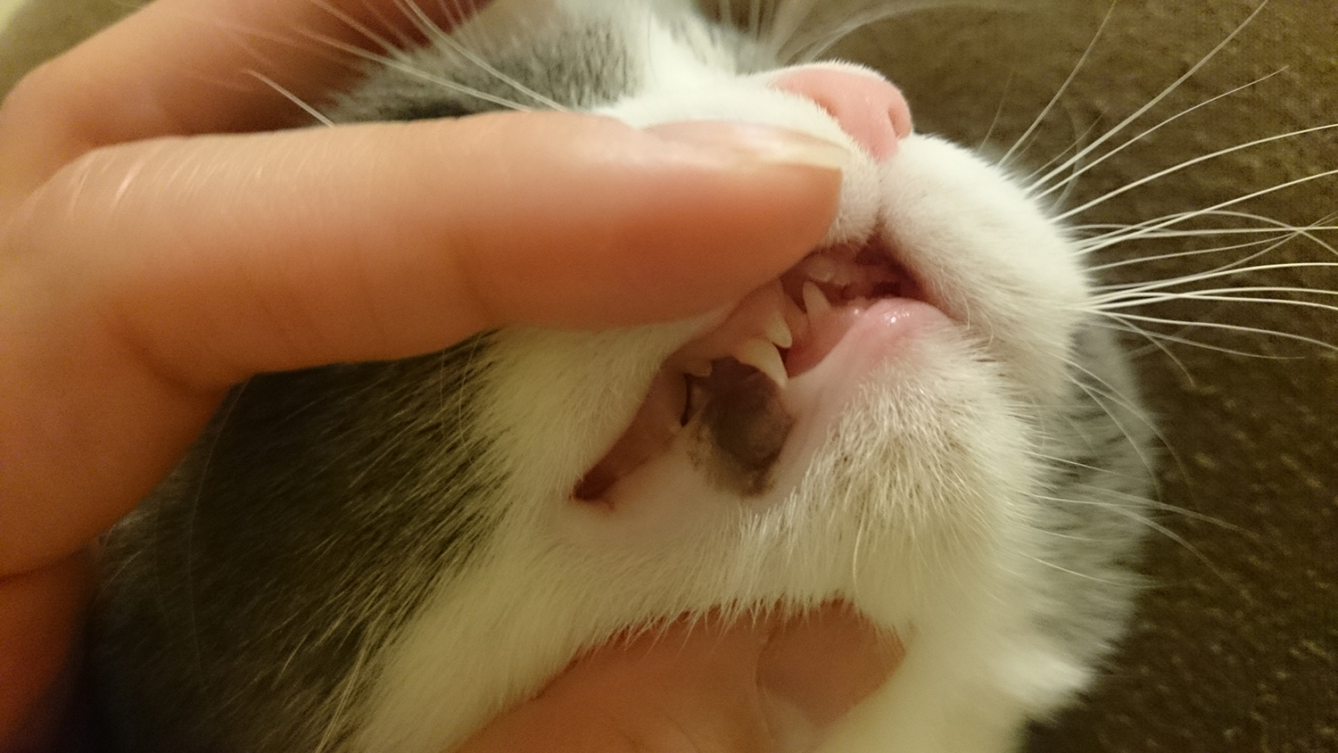 猫の乳歯が抜ける