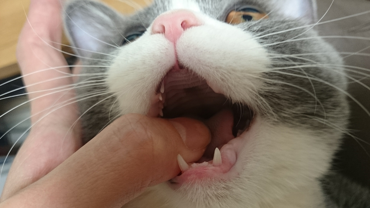 猫の永久歯