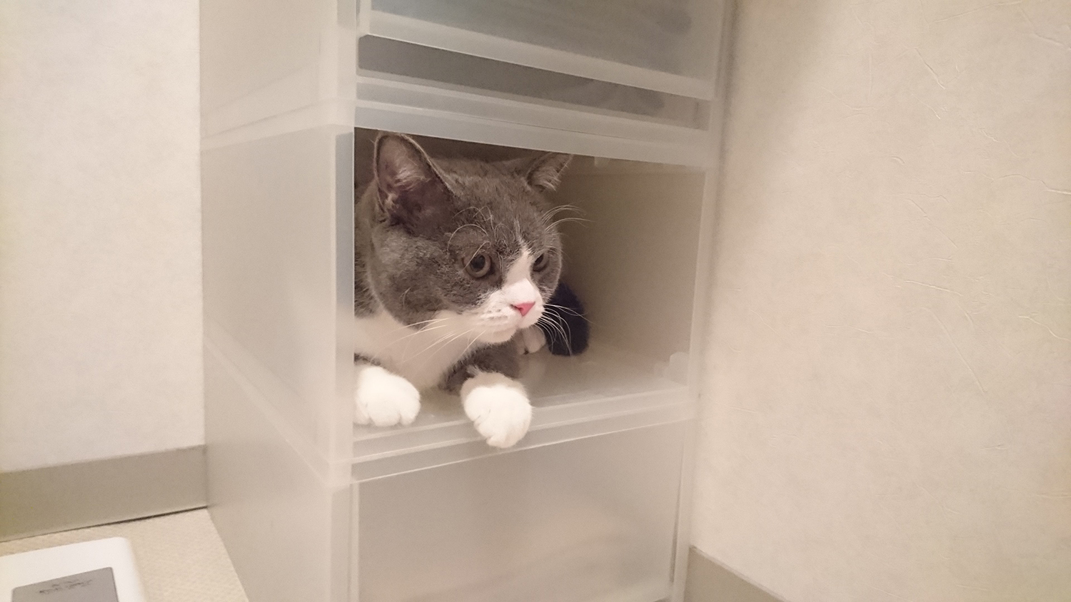 収納BOXに納まる猫