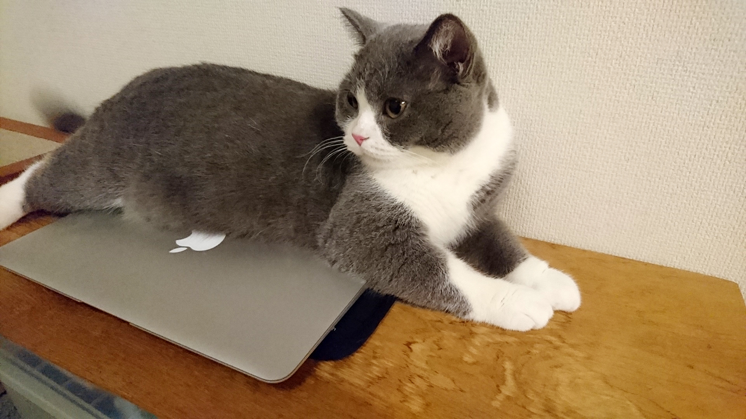 MACユーザーの猫