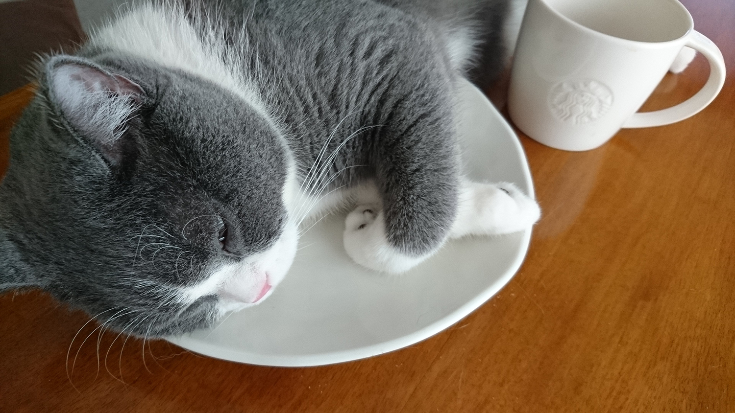 お皿の上に乗る猫、こてつ。　猫の気持ちはとっても複雑