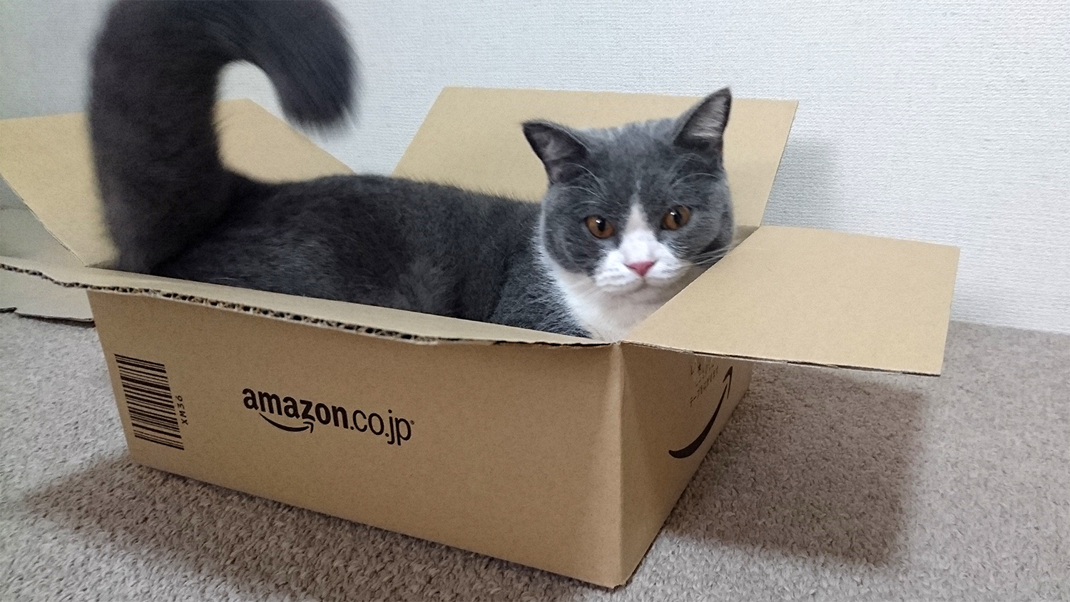 mazon（アマゾン）の箱（XM36サイズ）に猫が入る