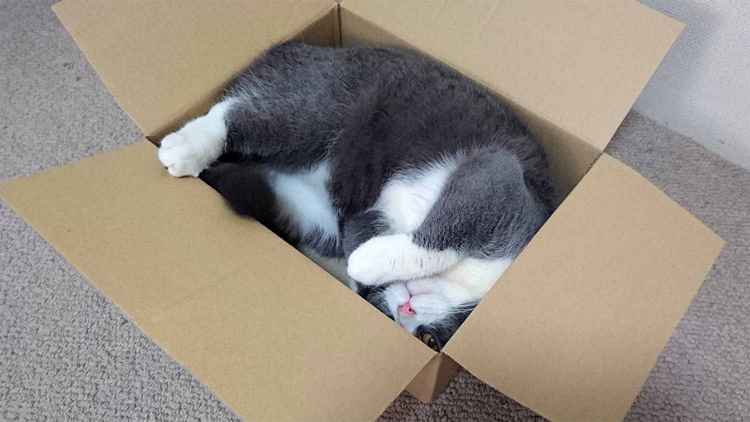 amazonのA4箱に猫が入る