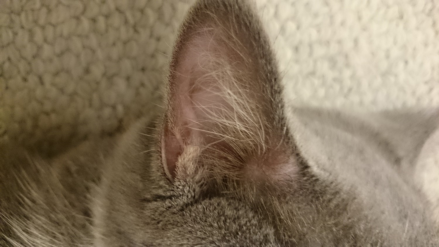 猫の袋耳（縁皮嚢）