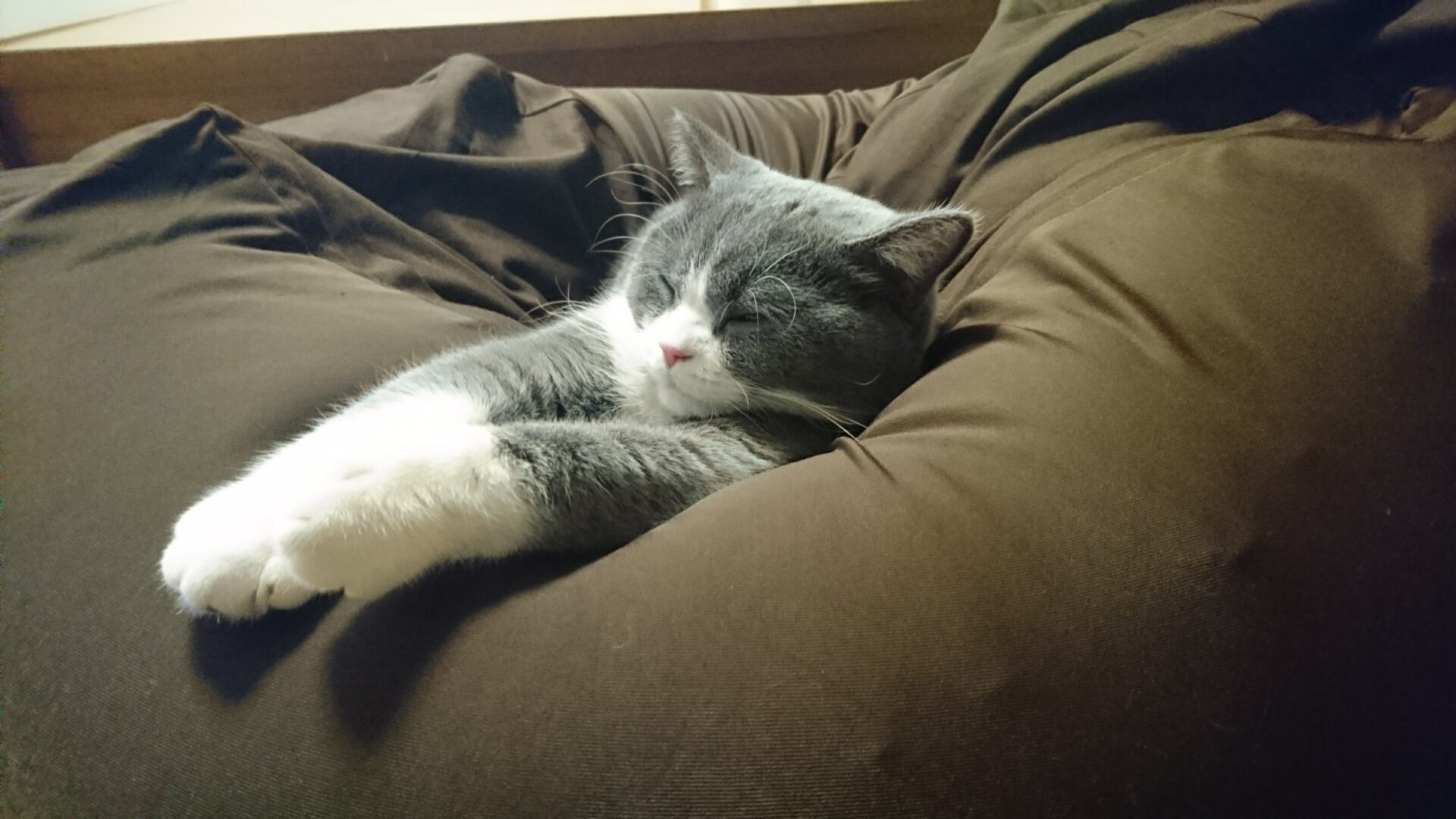 しっかり眠る猫　無印良品