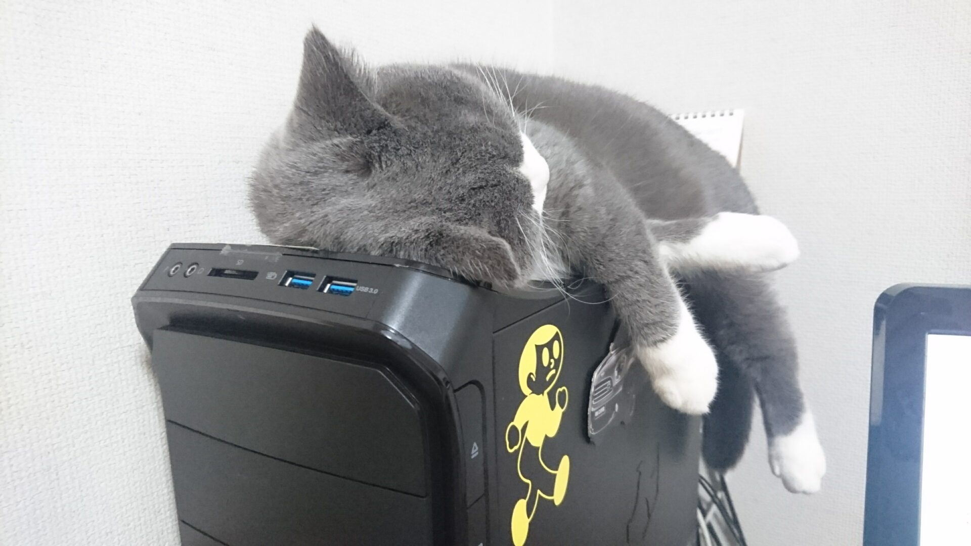 パソコンを強制終了する猫