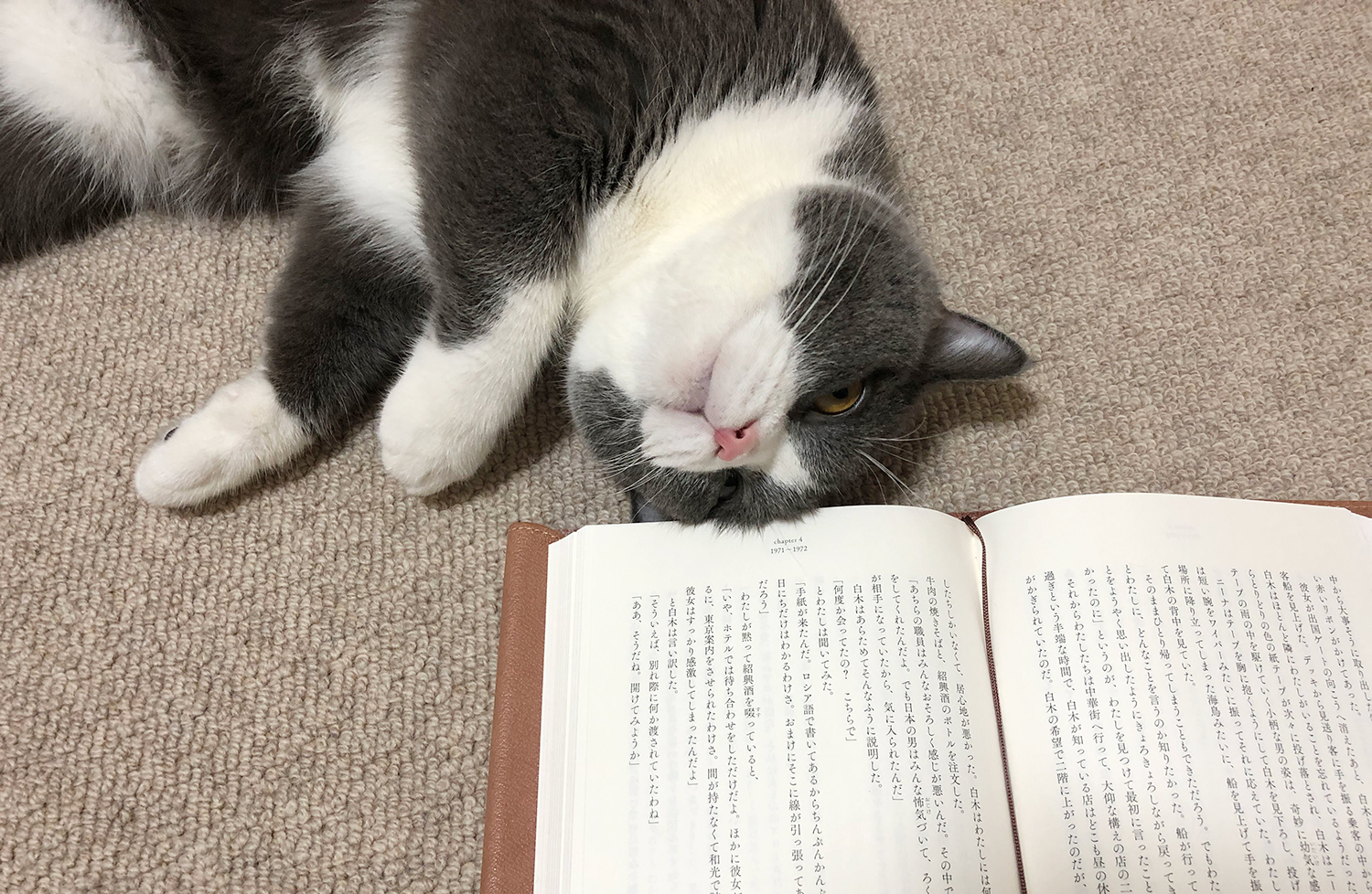 猫と読書