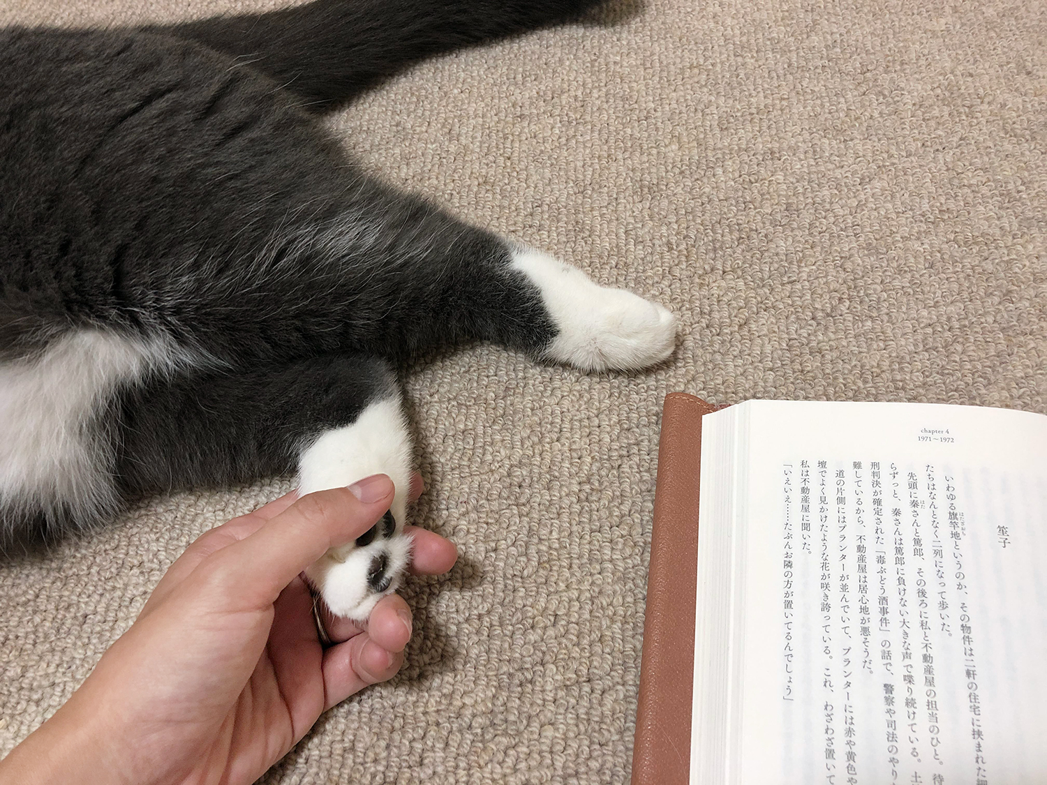 猫の読書