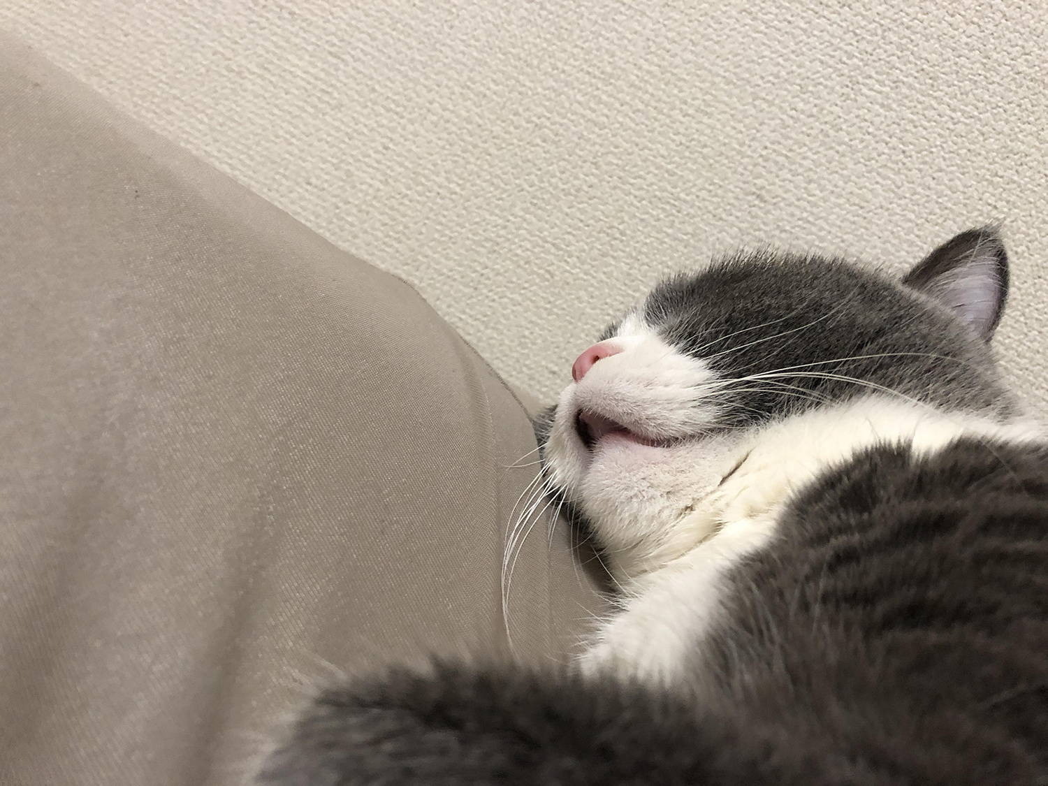 口を開けて寝る猫