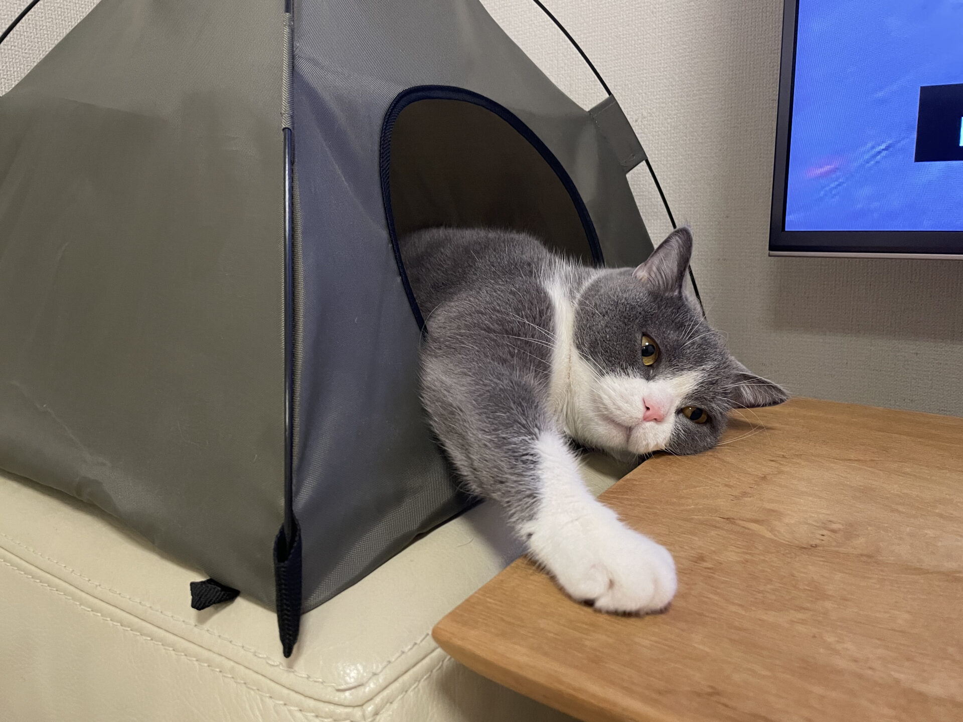 カインズ(CAINZ) 猫用テント