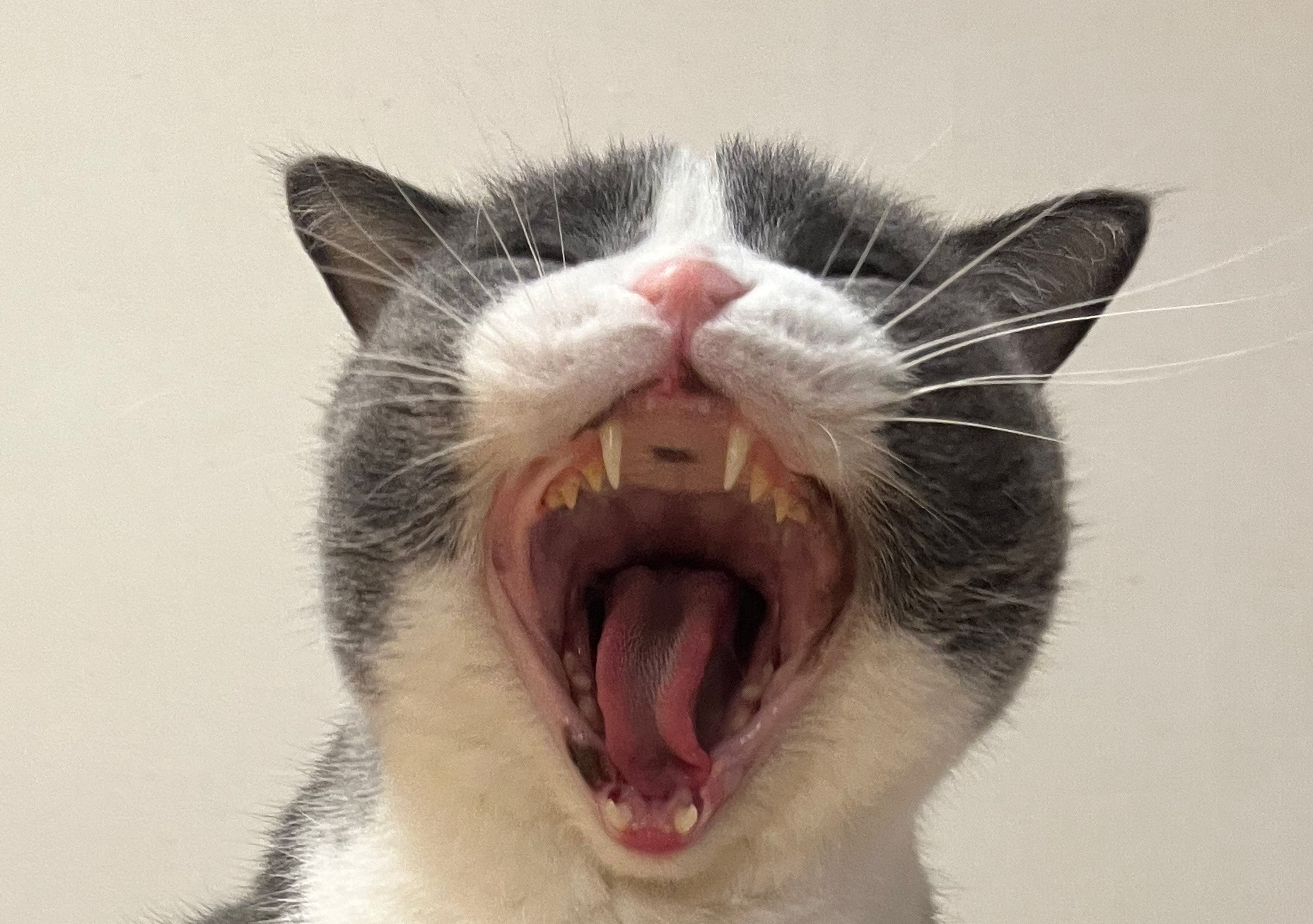 猫の歯・あくび